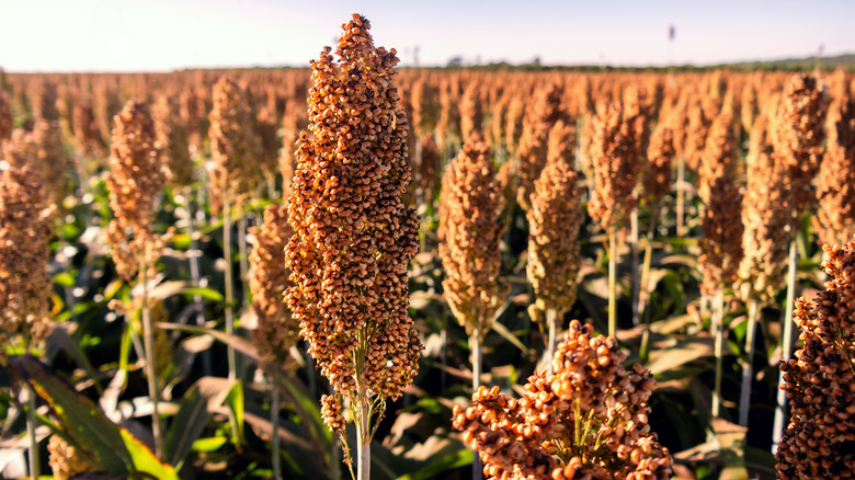How To Grow Sorghum At Home